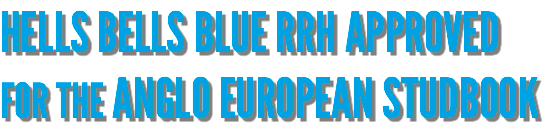 HELLS BELLS BLUE RRH APPROVED FOR THE ANGLO EUROPEAN STUDBOOK